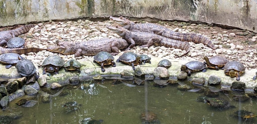 A large number of caimans and turtles in an enclosure.