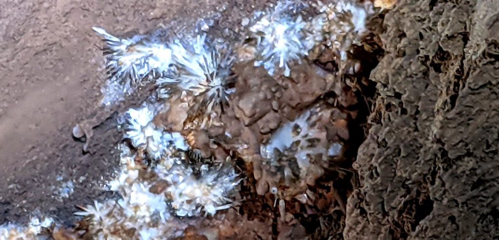 A geological feature called cave flowers, seen on the cave wall in Craighead Caverns. 