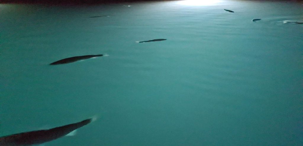 Rainbow Trout swimming in the underground lake at Craighead Caverns, the Lost Sea Adventure.