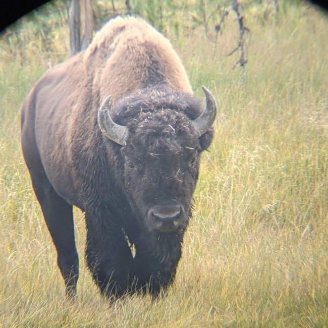 Bison in Yellowstone National Park