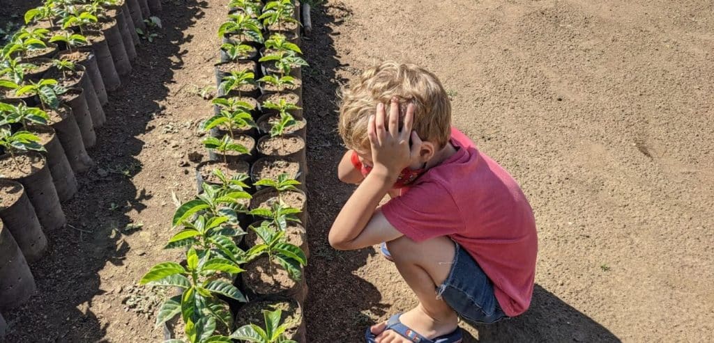 My son squatting down next to a line of young coffee plants