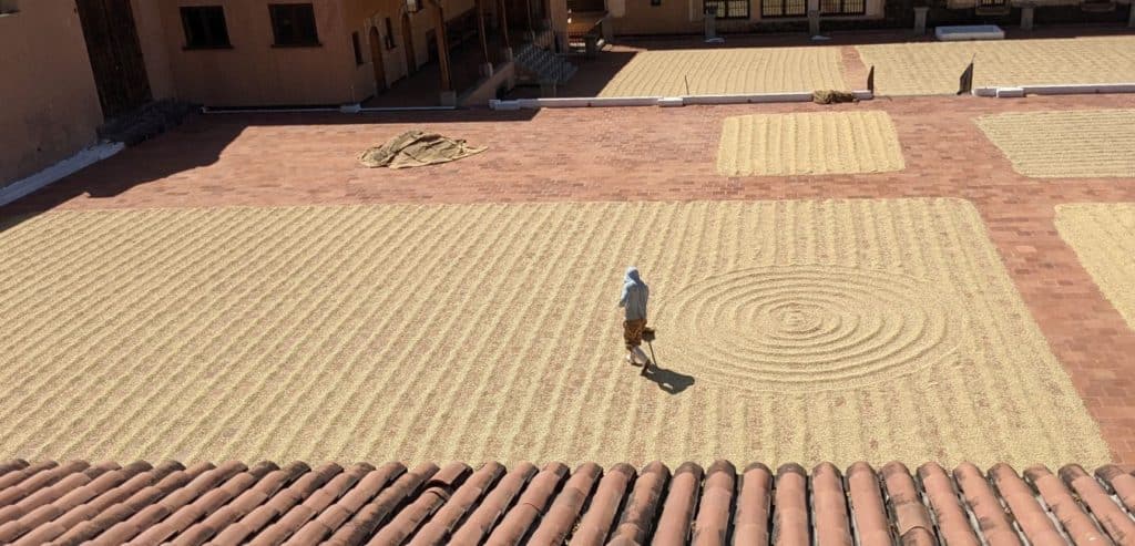 A man using a rake to make shapes in the drying coffee beans