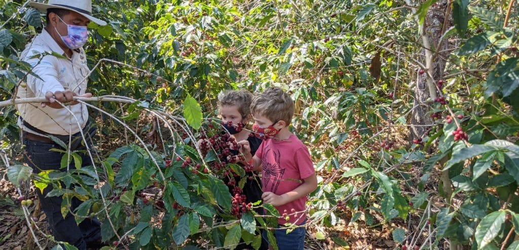 A guide showing our two kids a bunch of coffee cherries ready to harvest.