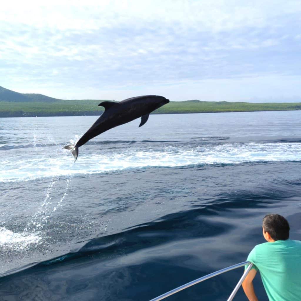 A dolphin jumping in the air next to a speeding boat.