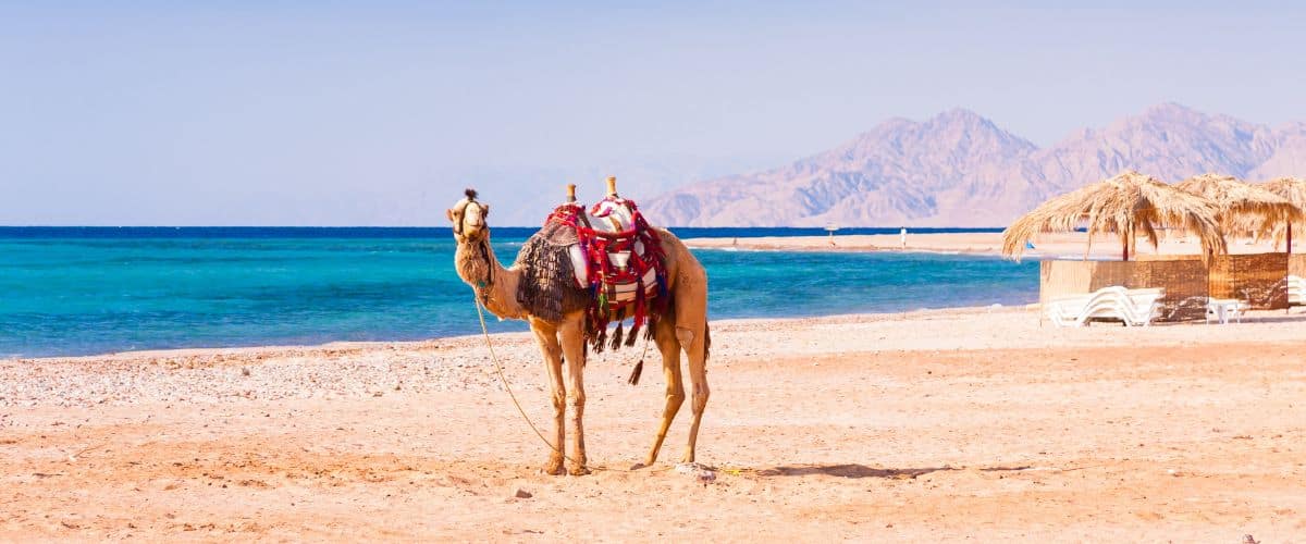 12 (Mostly) Aquatic Adventures for Families in Egypt