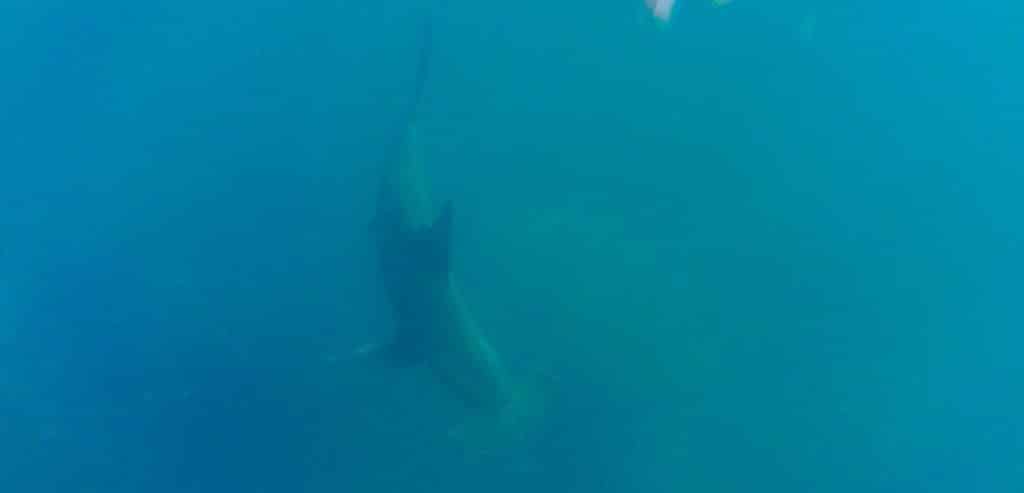 A hammerhead shark swimming in blue waters