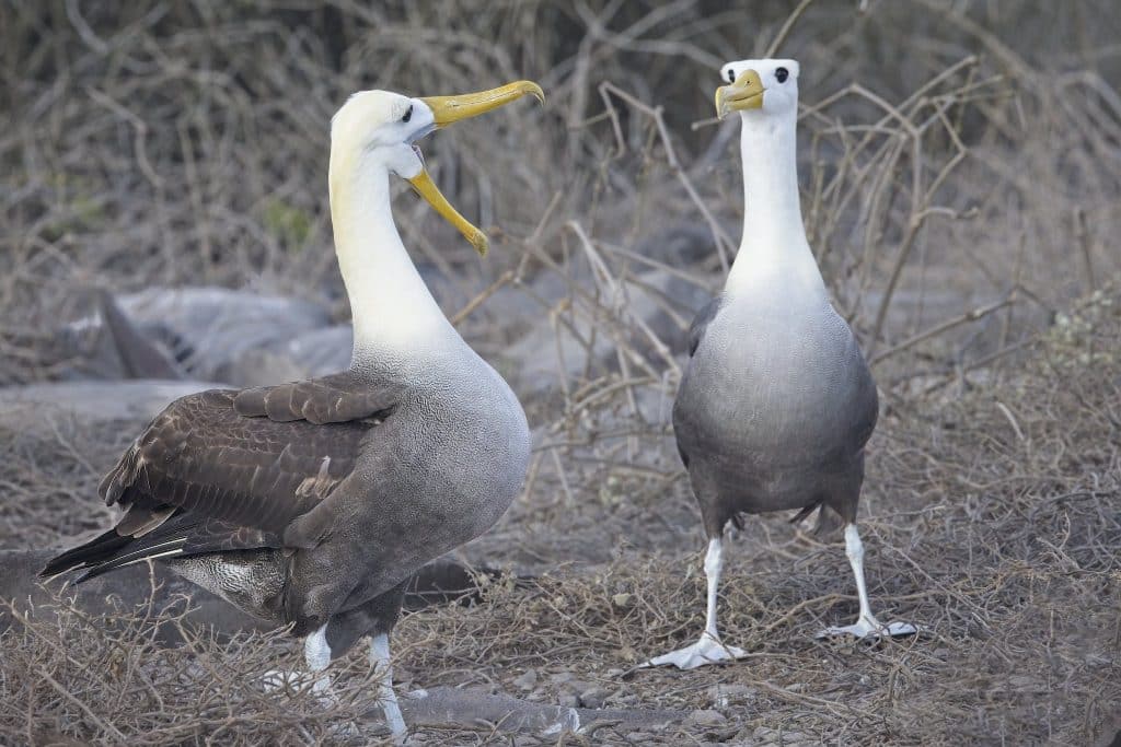 Albatross