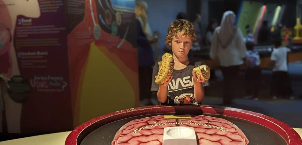 A boy looks confused while holding up two parts of a model brain.