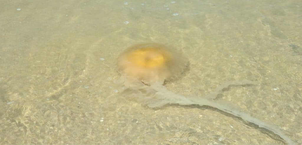 An orange jellyfish floating in the shallows of Turtle Beach, Penang.