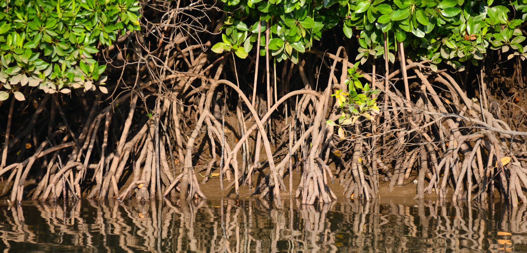 Kayaking through the Kubang Badak BioGeoTrail