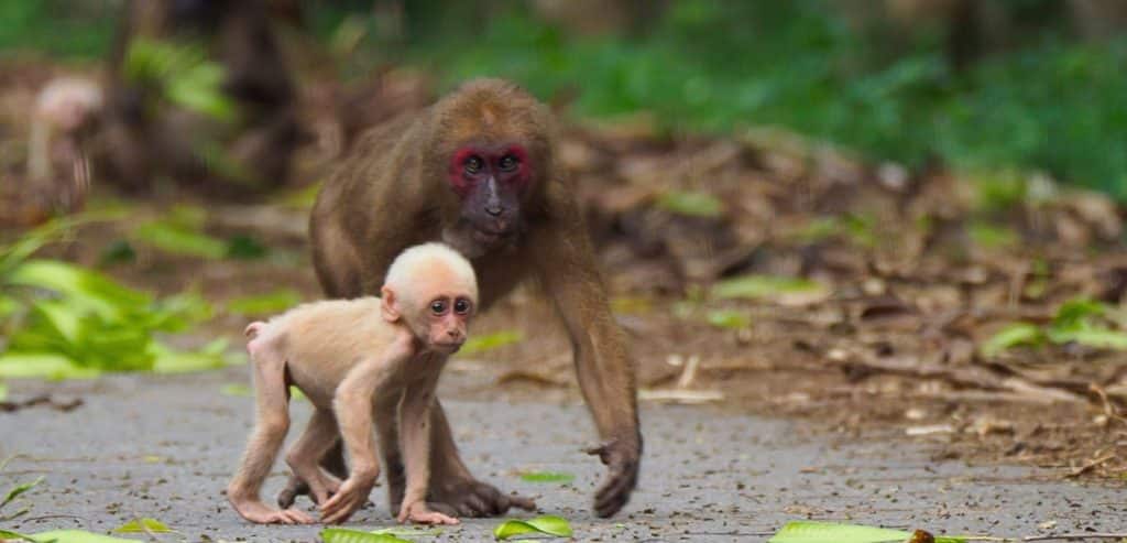 A stump tailed macaque and her pale colored baby walk along a road in Kaeng Krachan National Park.