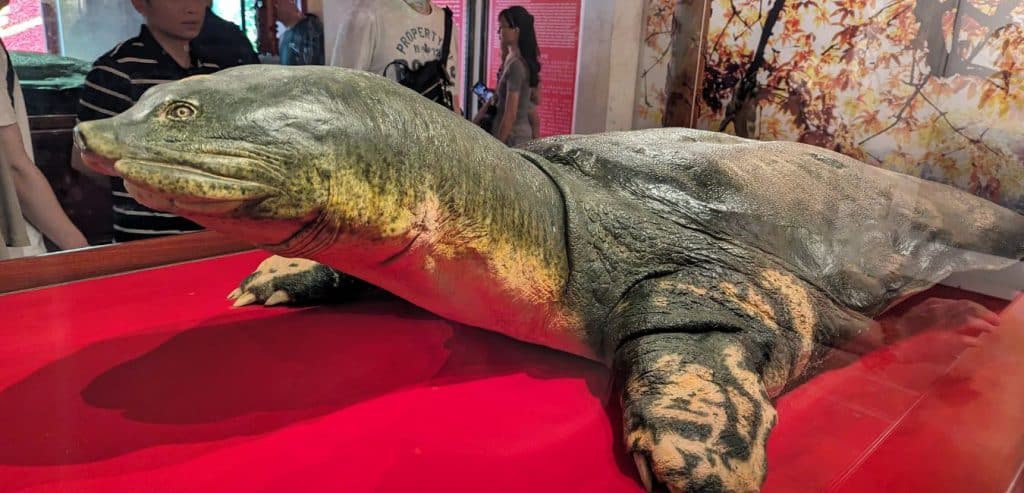 Two of Hoan Kiem's legendary turtles are preserved at Ngọc Sơn Temple.