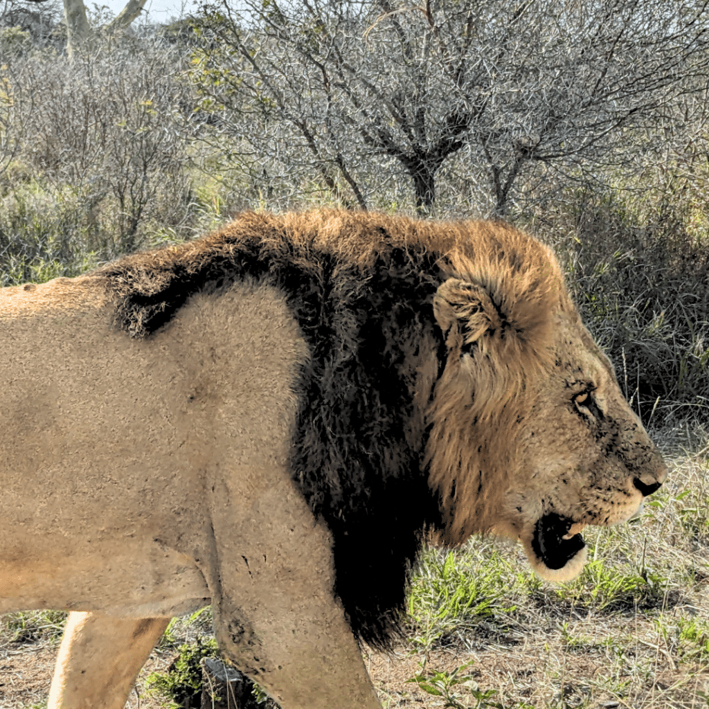 A lone male lion walking in South Africa