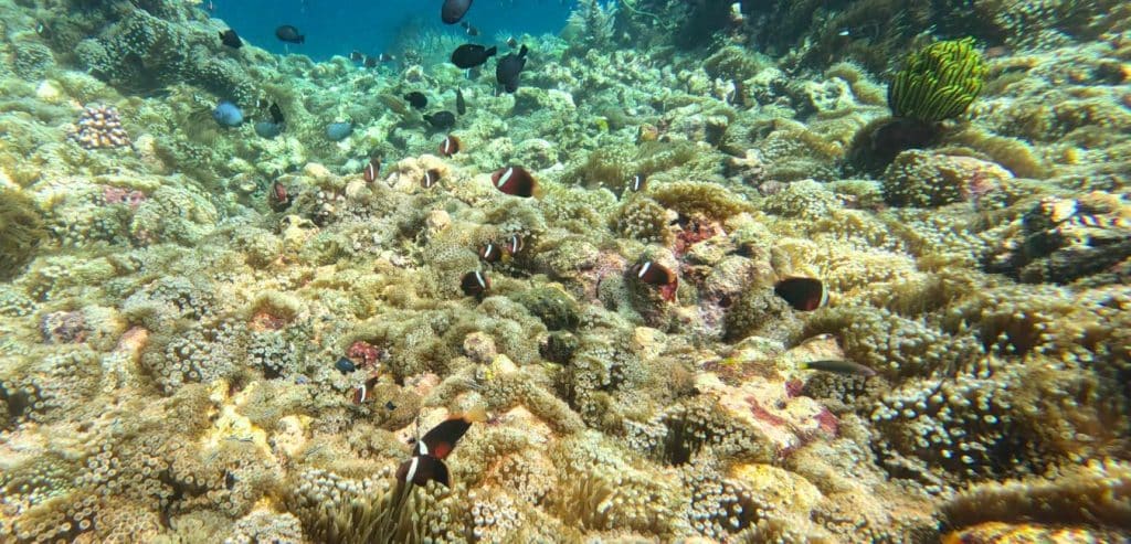 An abundance of clownfish swimming through soft corals and anemones.