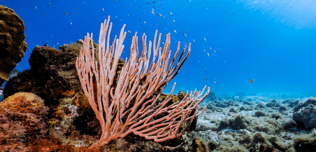 A coral formation in the water off Timor Leste
