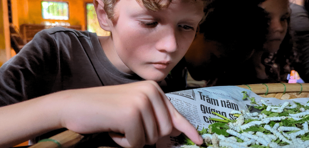 My son inspecting some silk worms