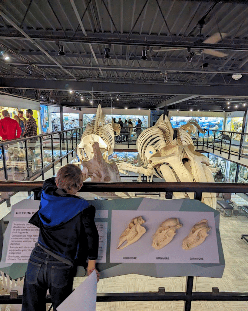 Looking at a whale skeleton at the bone museum