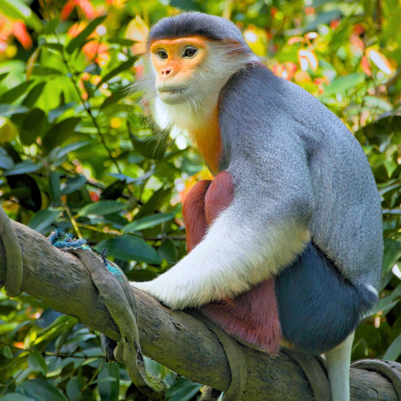 Cuc Phuong Jungle Hike & Wildlife Day Trip