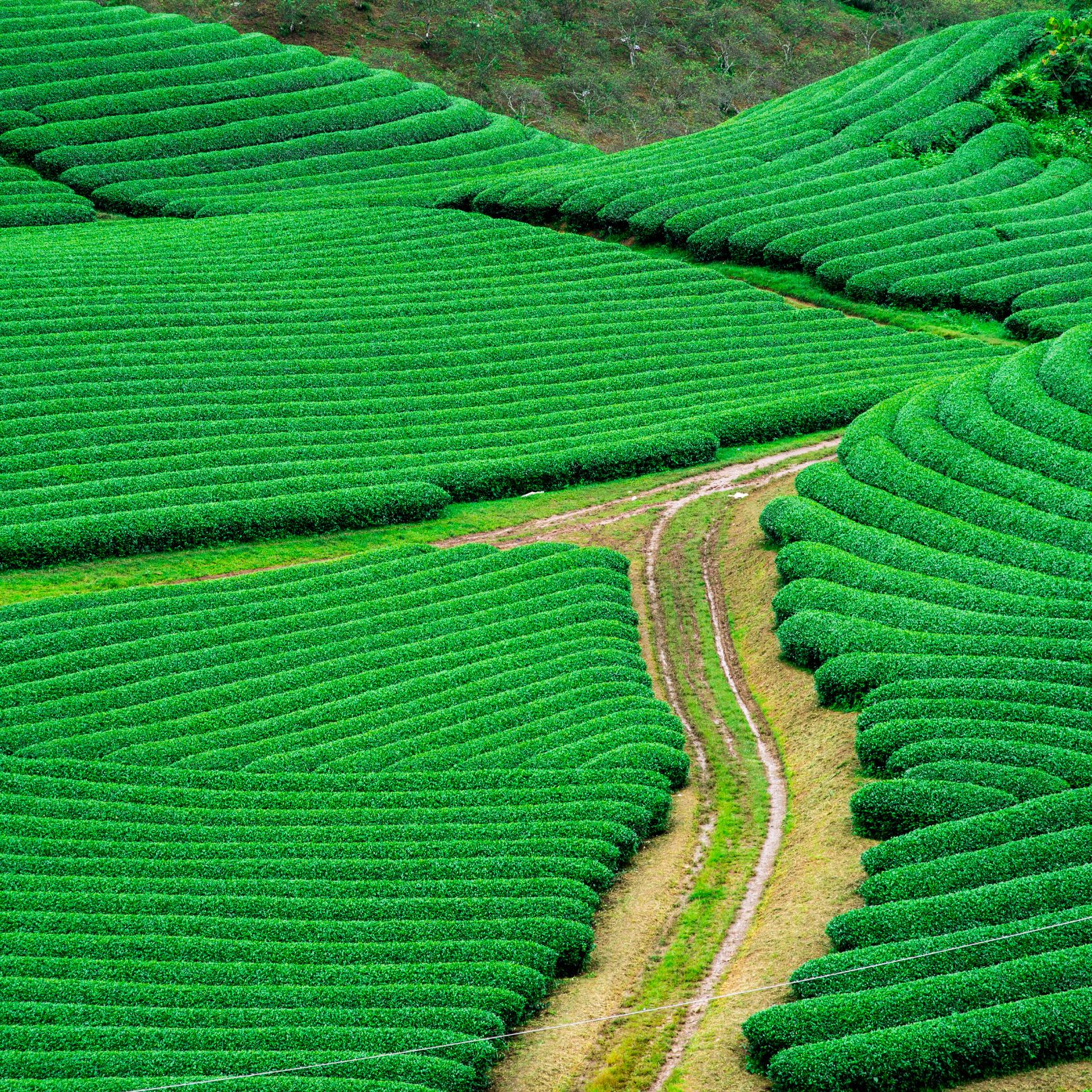 Moc Chau Tea Tour