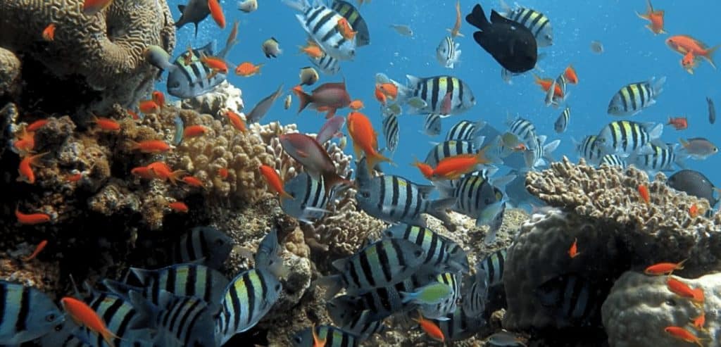 Fish swimming in a reef in the Cham Islands