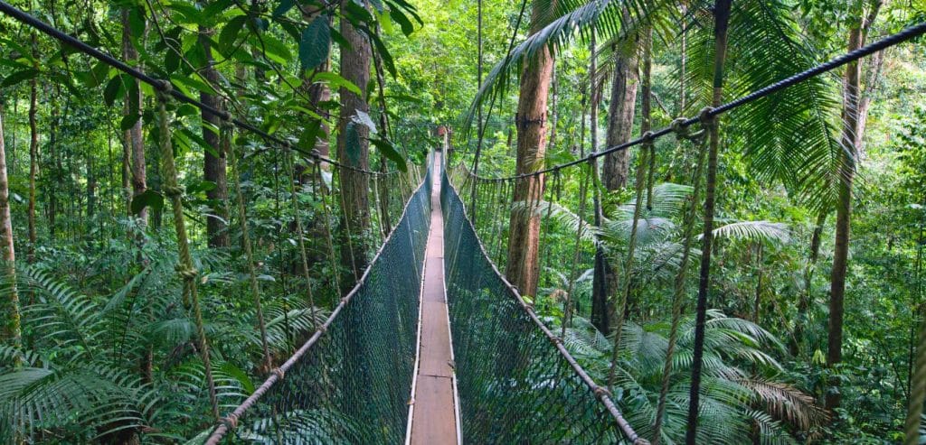 A hanging bridge in the Taman Negara National Park in Malaysia