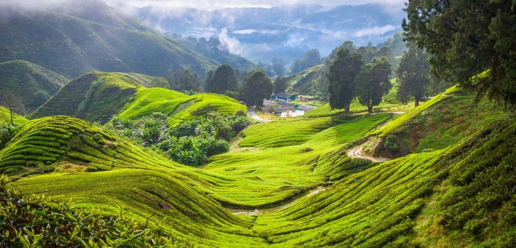 A view of the tea trees in Cameron Highlands