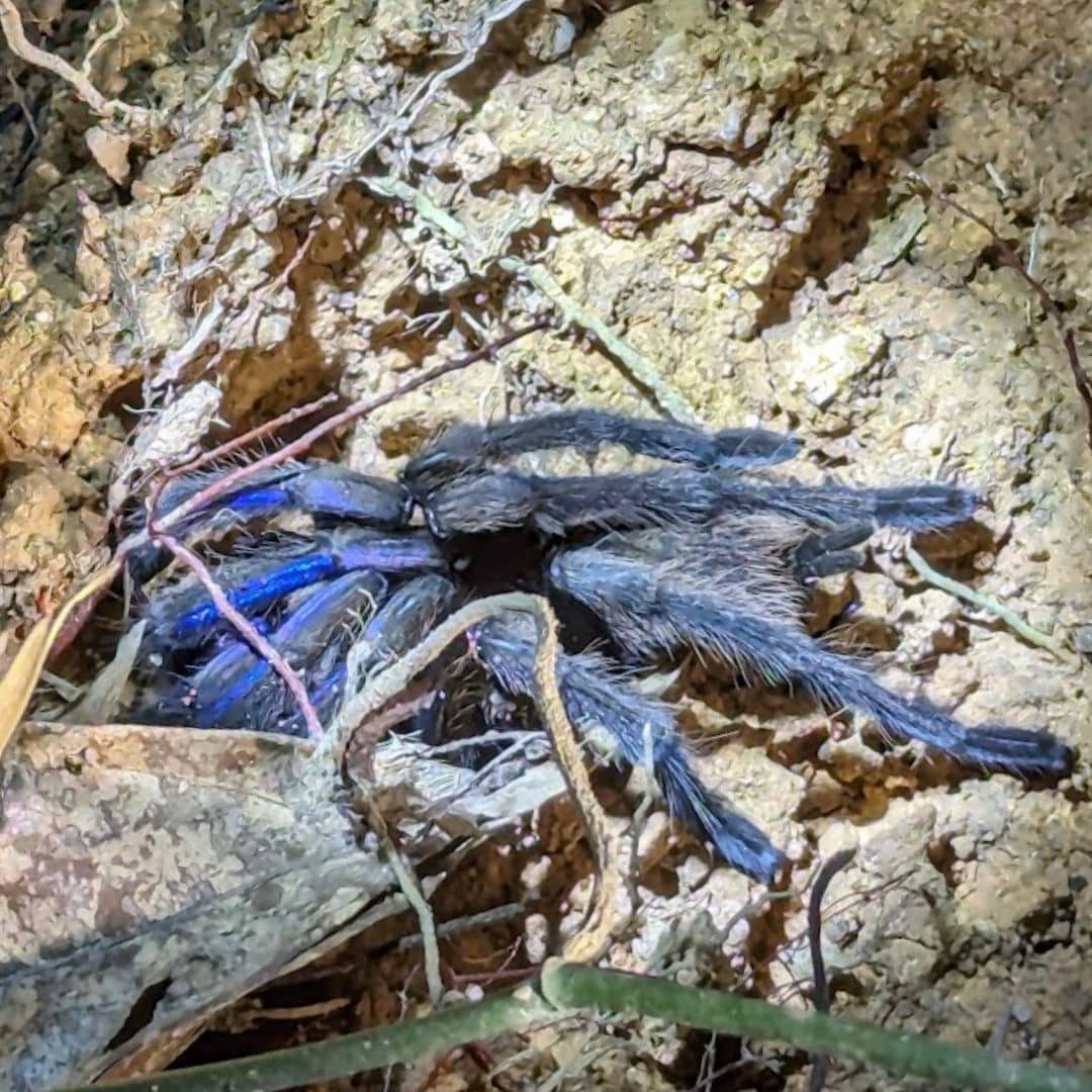 Khao Sok Night Safari