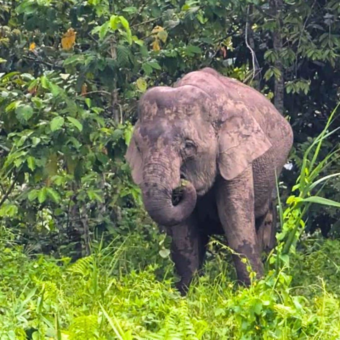 Kinabatangan River Safari