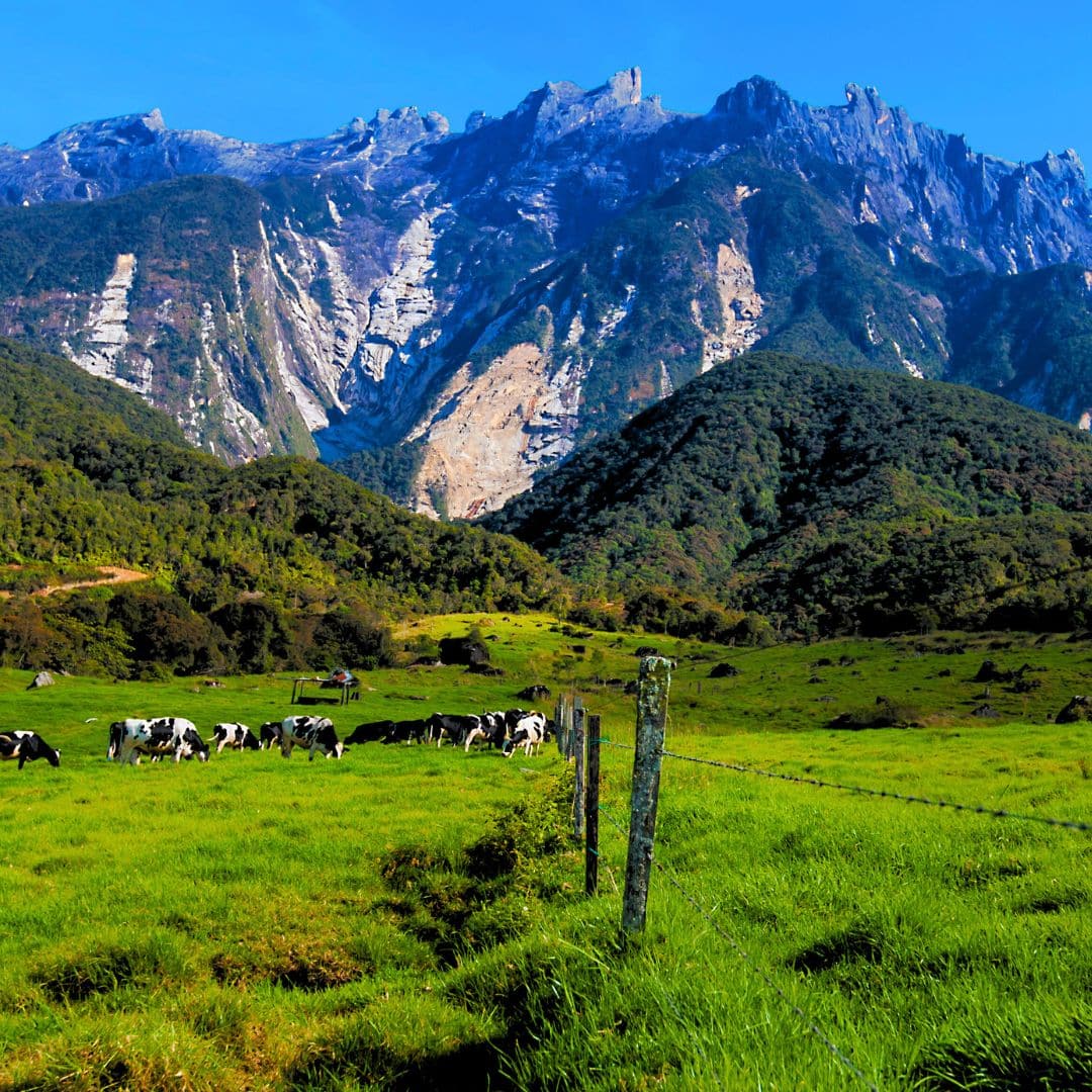 Kinabalu Geopark, Hot Springs, and Dairy Farm
