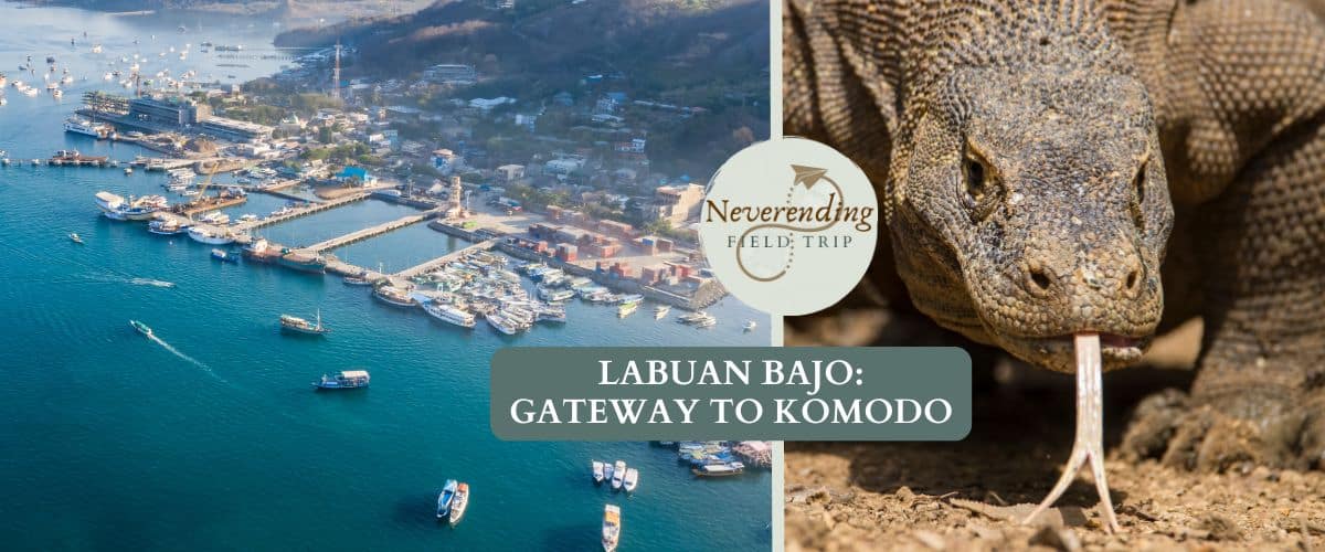A picture of Labuan Bajo Harbor next to a close up of a Komodo Dragon