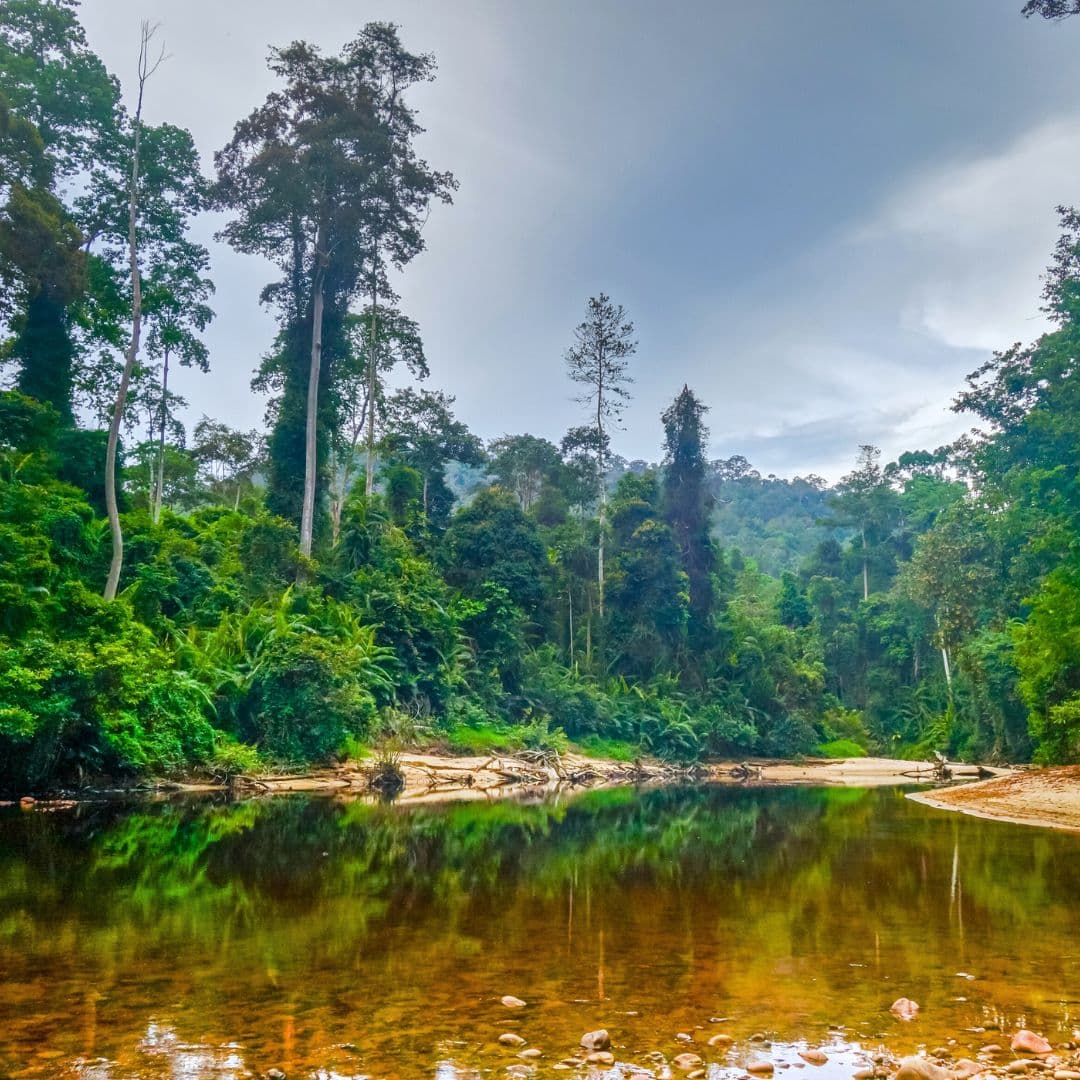 Taman Negara Day Trip from KL