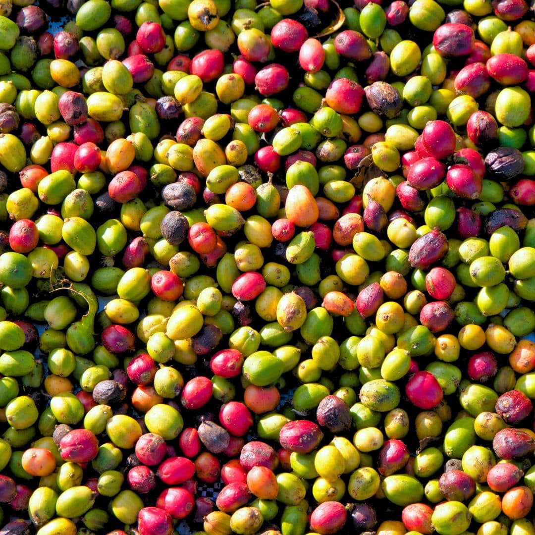 Pida Coffee Farm Lodge - Mondulkiri