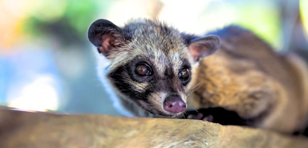 A close up of the Asian Palm Civet