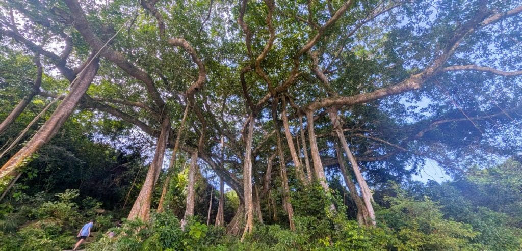 A large banyan tree in Da Nang, Vietnam