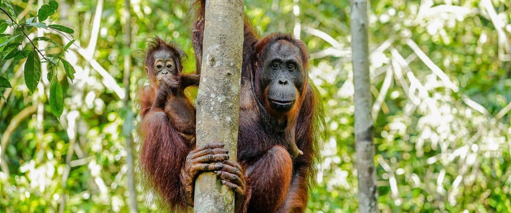 A mother orangutan and her child