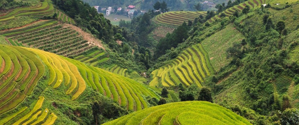 Green and yellow rice paddies on hillsides in Sapa, Vietnam