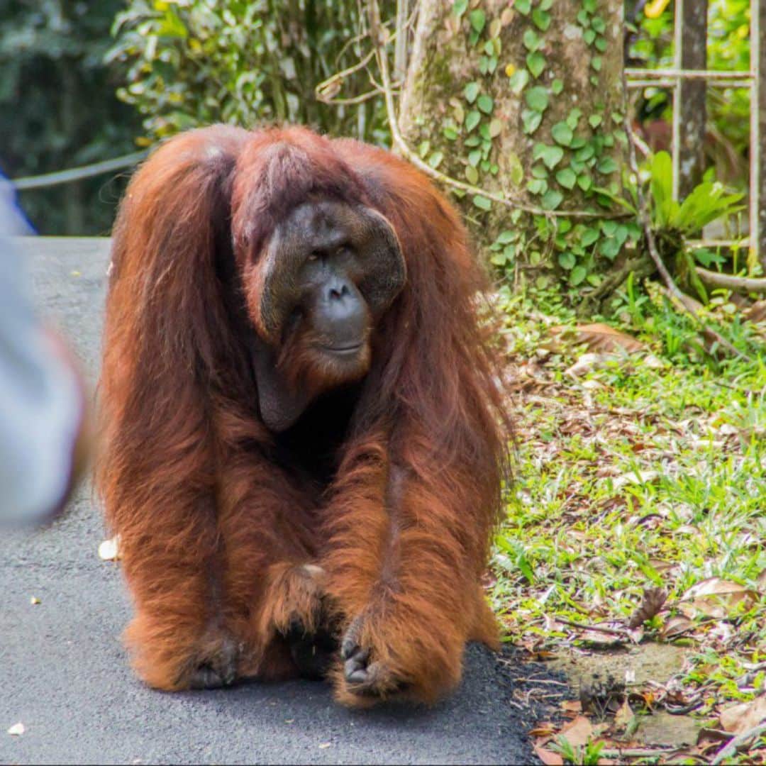 Semenggoh Wildlife Centre