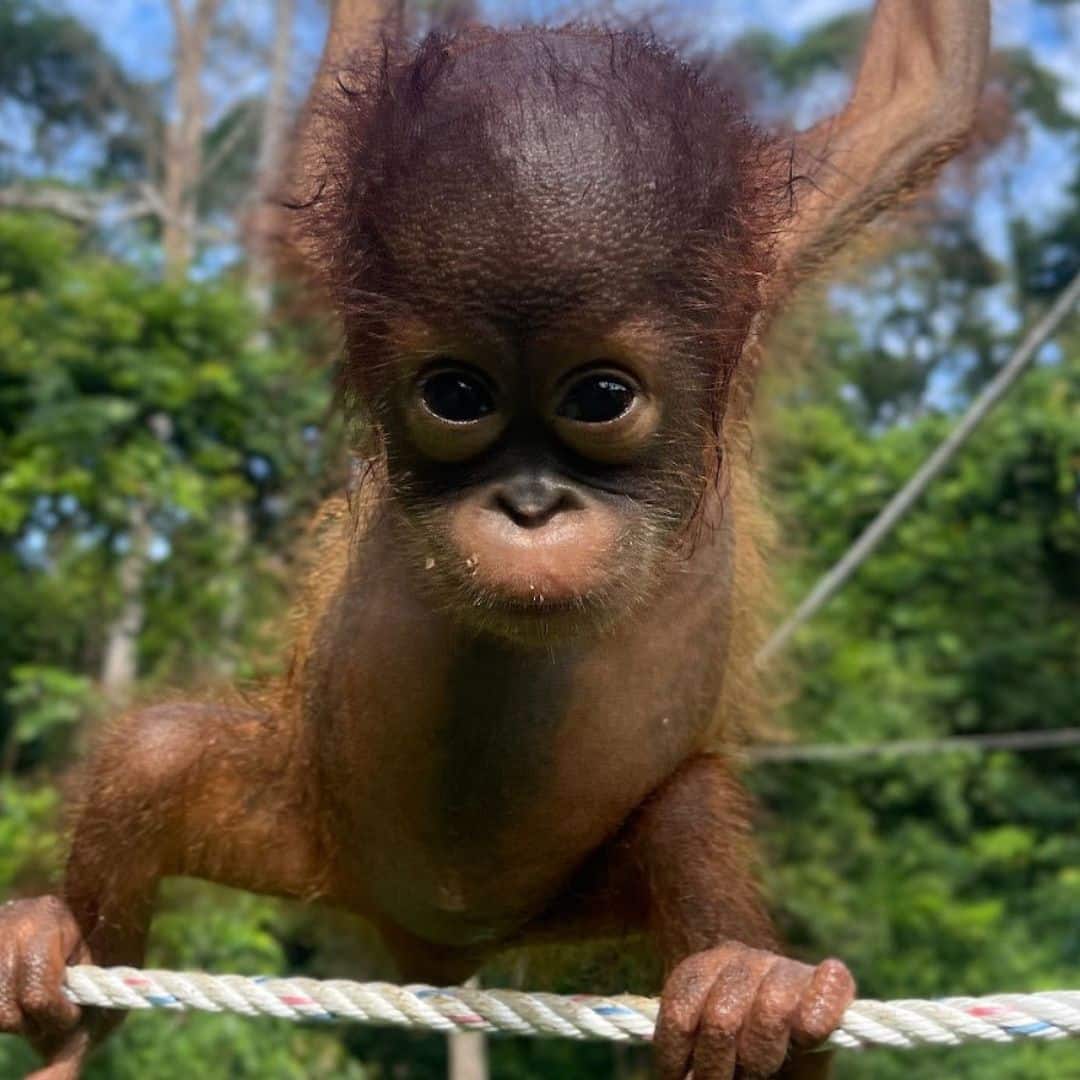 Sepilok Orangutan Rehabilitation Centre