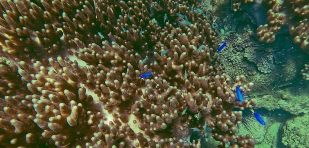 Bright blue fish on a reef