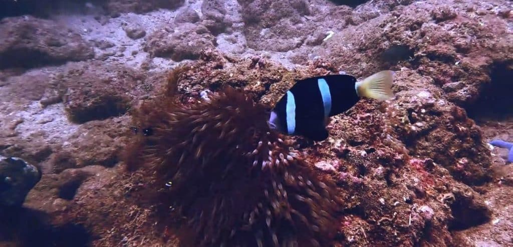 A clownfish and an anemone