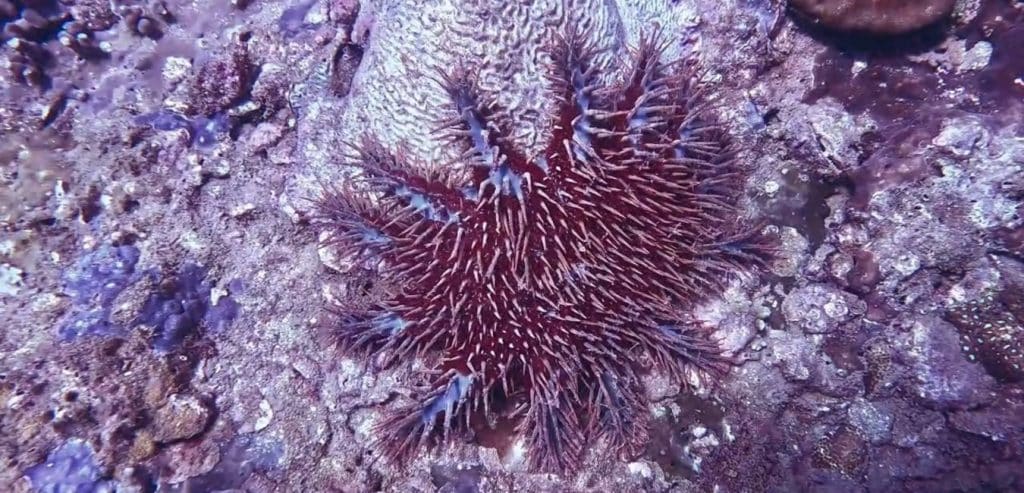 A crown-of-thorns starfish