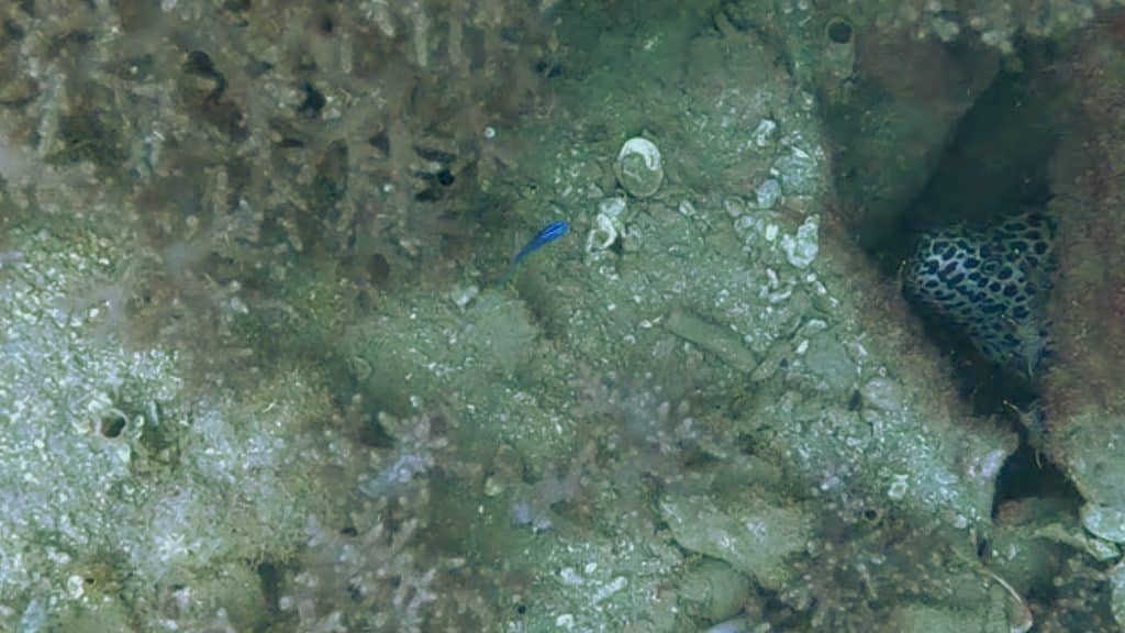 An eel looking out from an underwater hole