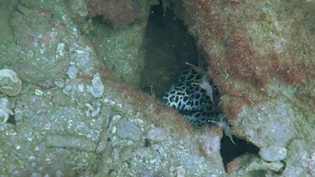 An eel in a hole looking past 3 shrimp at the entrance