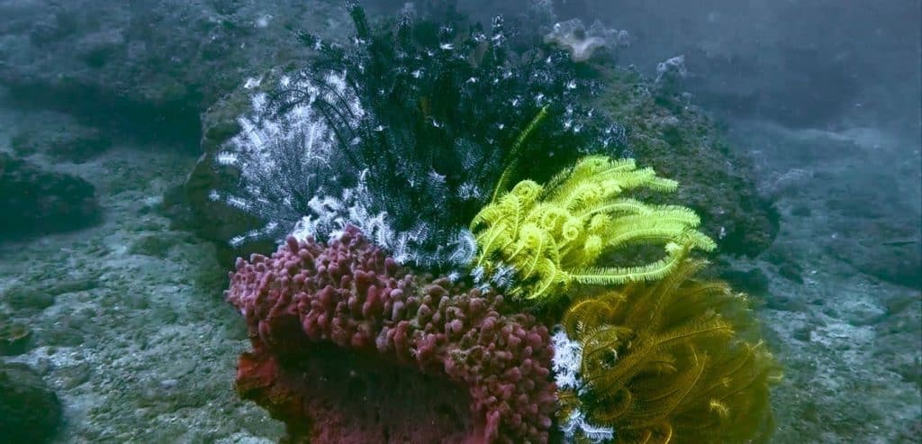 A cluster of feather stars (crinoids) in different colors.