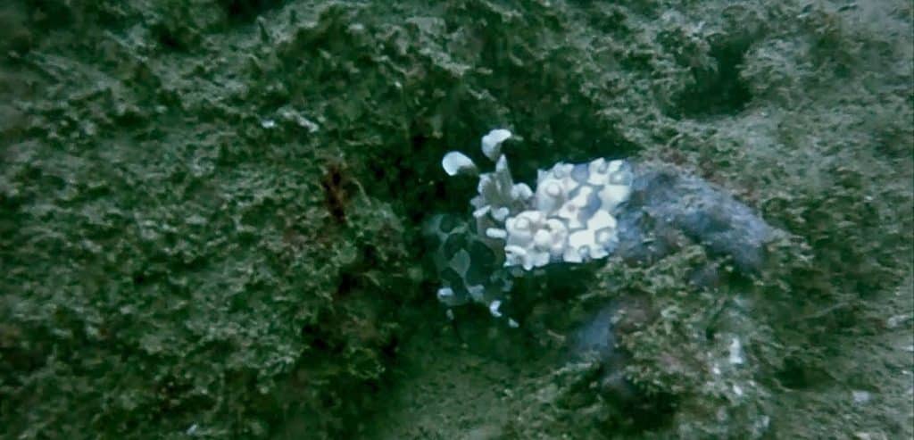 A look at the harlequin shrimp's face