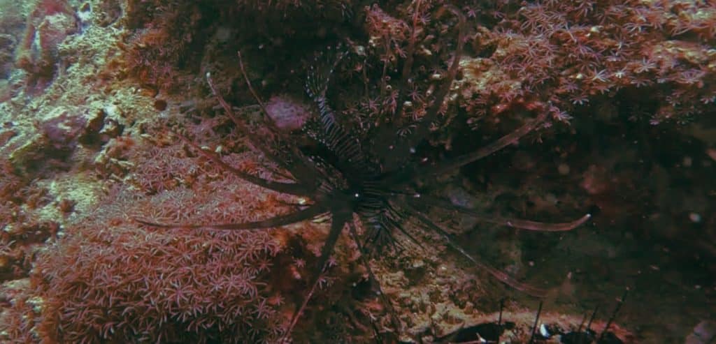 A dark colored lion fish