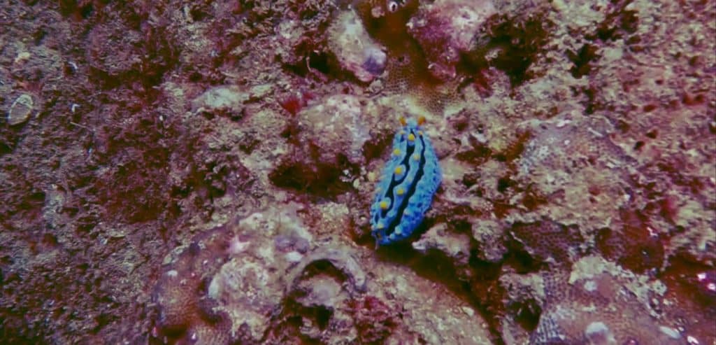 A bright blue nudibranch
