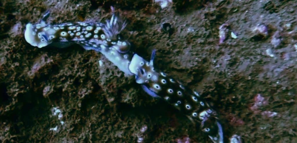 Two nudibranches that are possibly mating