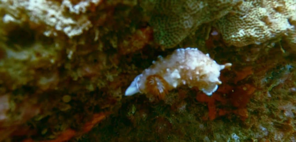 A white and orange nudibranch