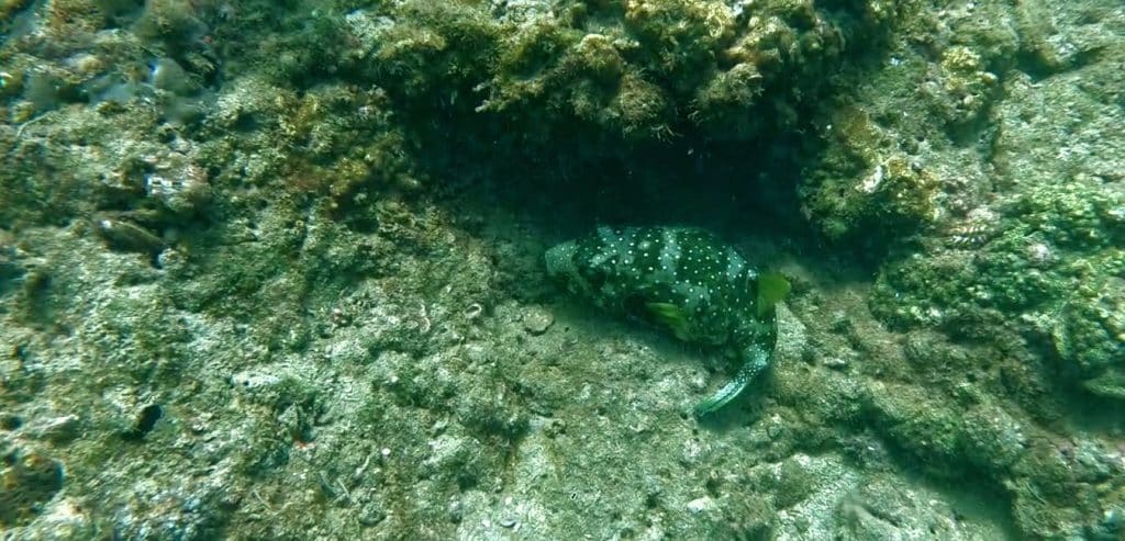 A puffer on the bottom of the sea